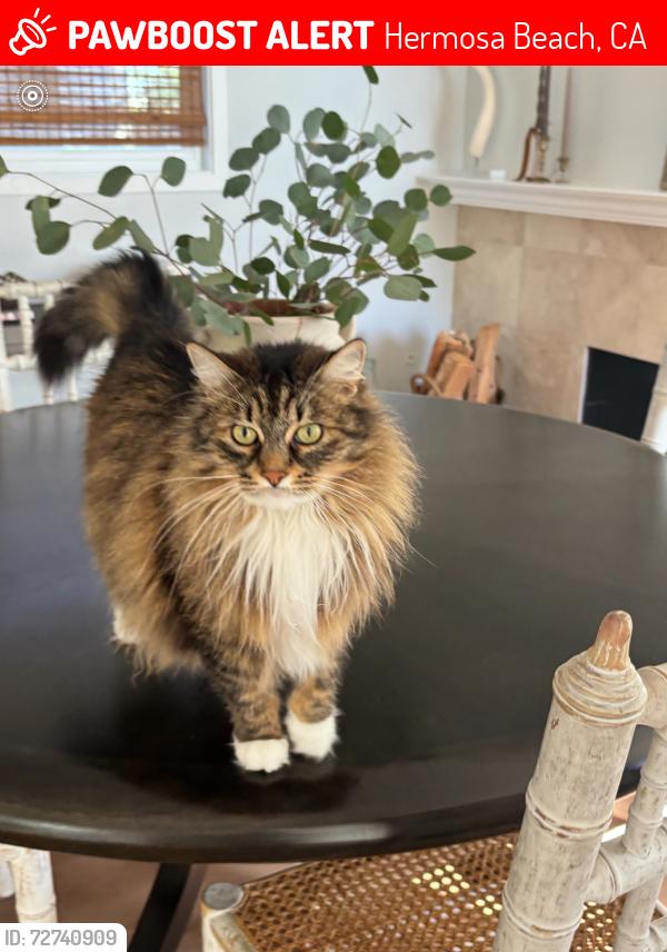 Lost Female Cat last seen Sepúlveda , Hermosa Beach, CA 90254