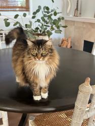 Lost Female Cat last seen Sepúlveda , Hermosa Beach, CA 90254