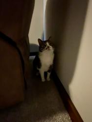 Lost Male Cat last seen Keswick Dam Rd, Redding, CA 96003