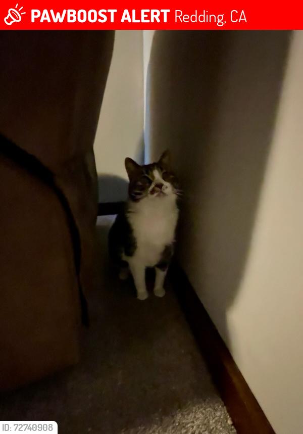 Lost Male Cat last seen Keswick Dam Rd, Redding, CA 96003
