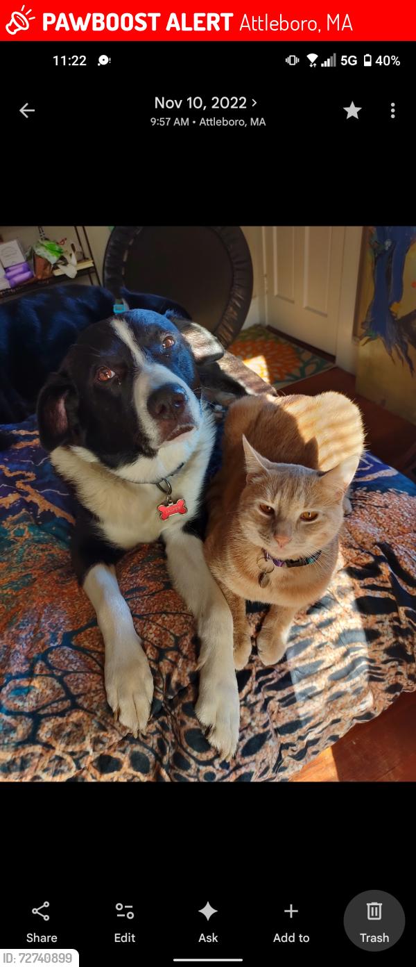 Lost Male Cat last seen AutoZone Papaginos , Attleboro, MA 02703