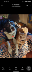 Lost Male Cat last seen AutoZone Papaginos , Attleboro, MA 02703
