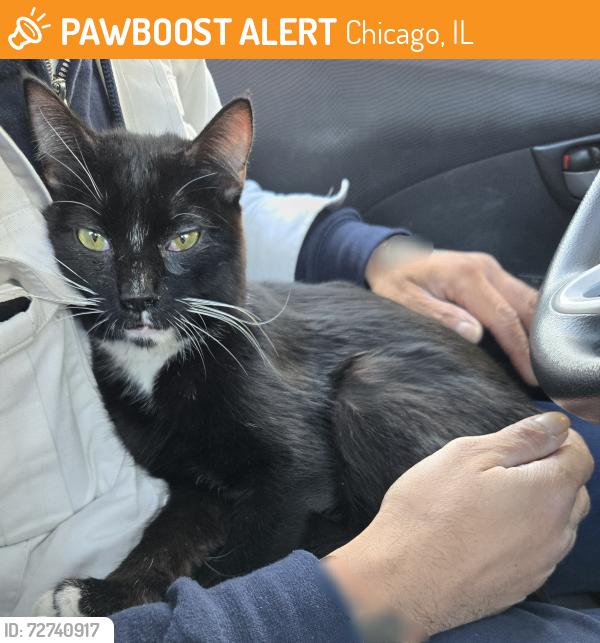 Found/Stray Unknown Cat last seen Humboldt Park Boathouse, N Humboldt Dr and W Division St, Chicago, IL 60622