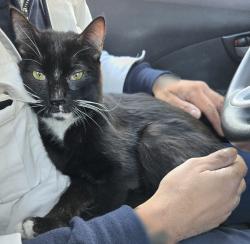Found/Stray Unknown Cat last seen Humboldt Park Boathouse, N Humboldt Dr and W Division St, Chicago, IL 60622