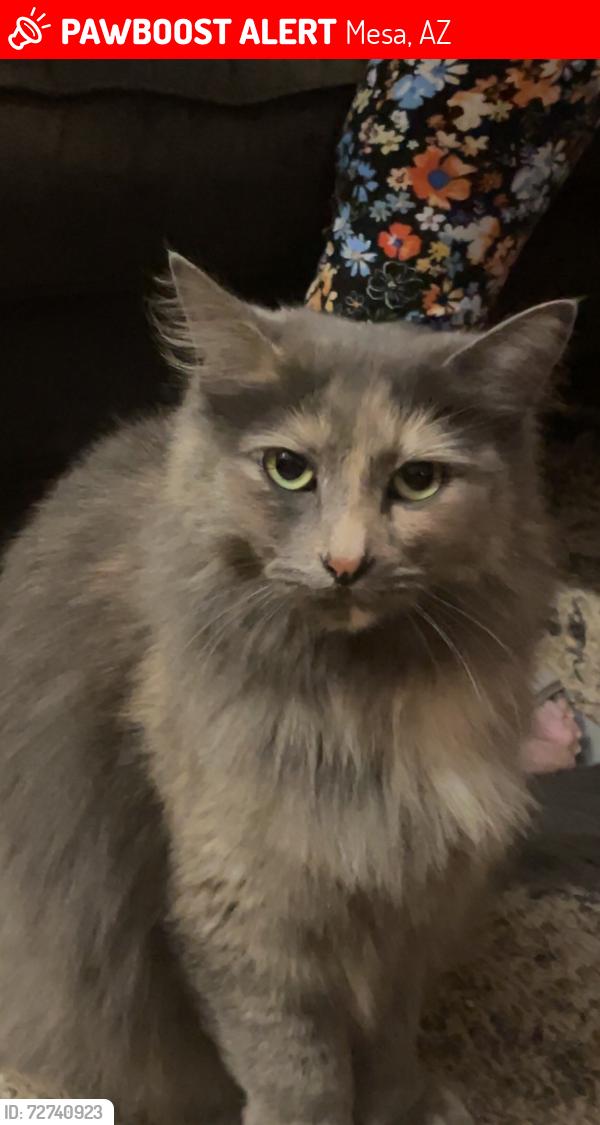 Lost Female Cat last seen Mesa cemetery, Mesa, AZ 85201