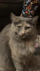 Lost Female Cat last seen Mesa cemetery, Mesa, AZ 85201