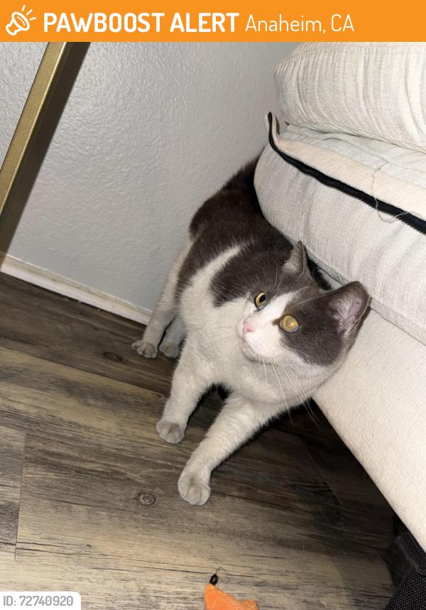 Found/Stray Unknown Cat last seen Near Romneya and bluegrass , Anaheim, CA 92801
