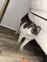 Found/Stray Unknown Cat last seen Near Romneya and bluegrass , Anaheim, CA 92801