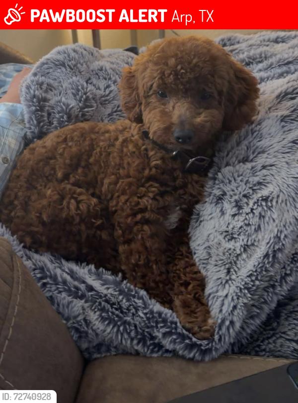 Lost Male Dog last seen cr. 246, Arp, TX 75750