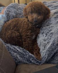 Lost Male Dog last seen cr. 246, Arp, TX 75750