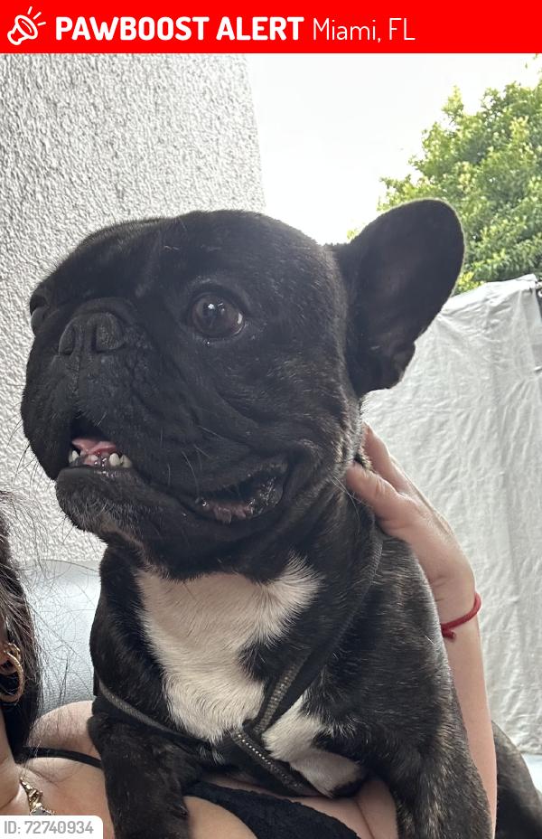 Lost Male Dog last seen Near nw 1st, Miami, FL 33125