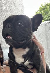 Lost Male Dog last seen Near nw 1st, Miami, FL 33125