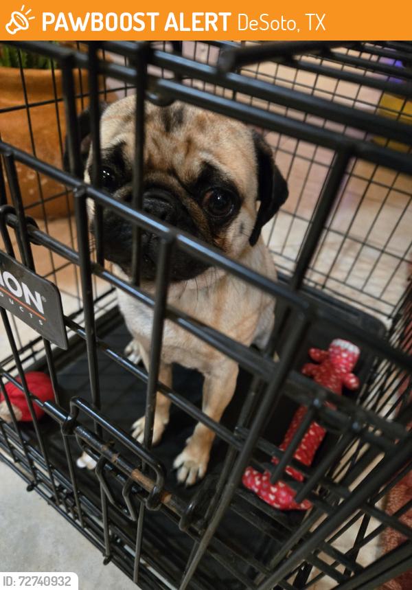 Found/Stray Unknown Dog last seen Hampton rd, desoto, DeSoto, TX 75115