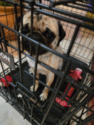 Found/Stray Unknown Dog last seen Hampton rd, desoto, DeSoto, TX 75115