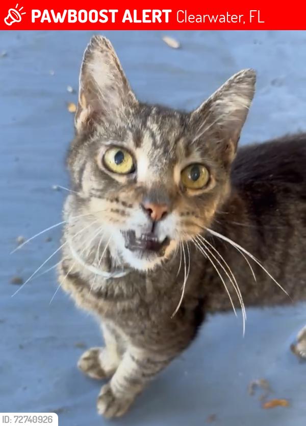 Lost Male Cat last seen Illinois Road, Clearwater, FL 33756