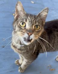 Lost Male Cat last seen Illinois Road, Clearwater, FL 33756