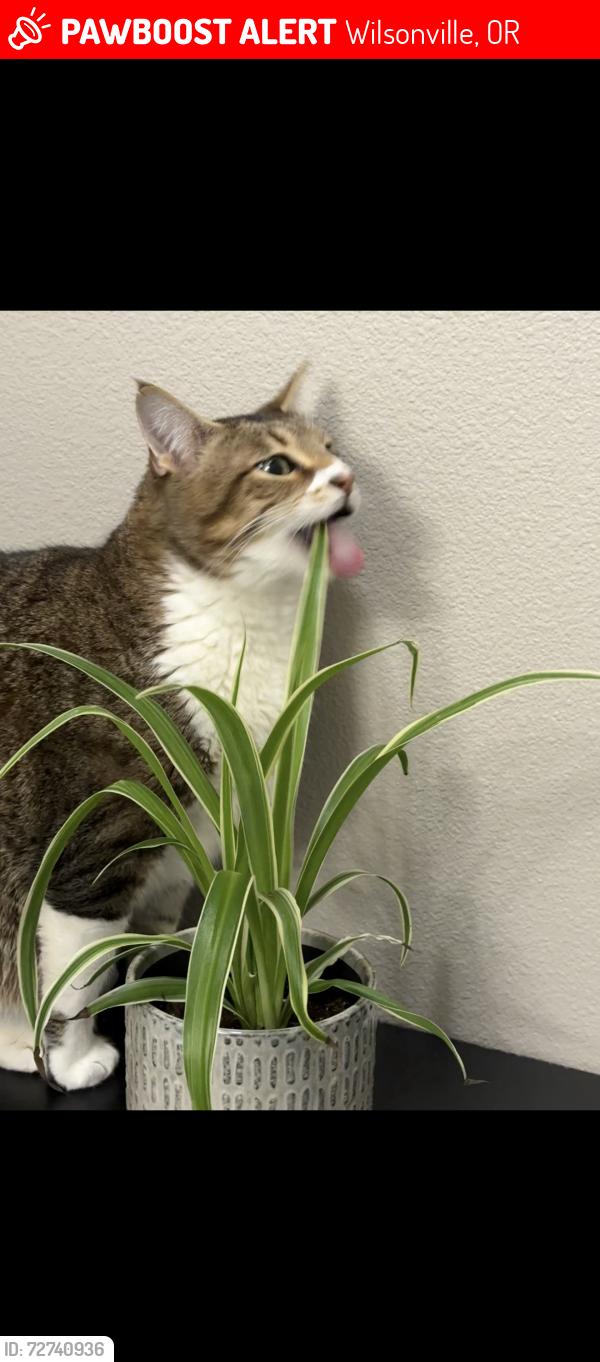 Lost Male Cat last seen apmt wilsonvile, Wilsonville, OR 97070