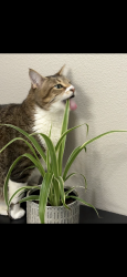 Lost Male Cat last seen apmt wilsonvile, Wilsonville, OR 97070