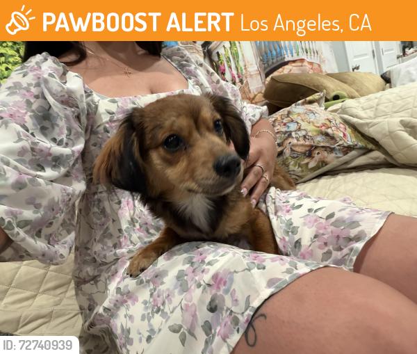 Found/Stray Female Dog last seen Chicago and 6th St, Los Angeles, CA 90033