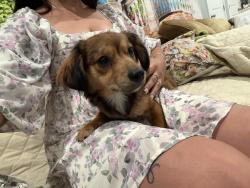 Found/Stray Female Dog last seen Chicago and 6th St, Los Angeles, CA 90033