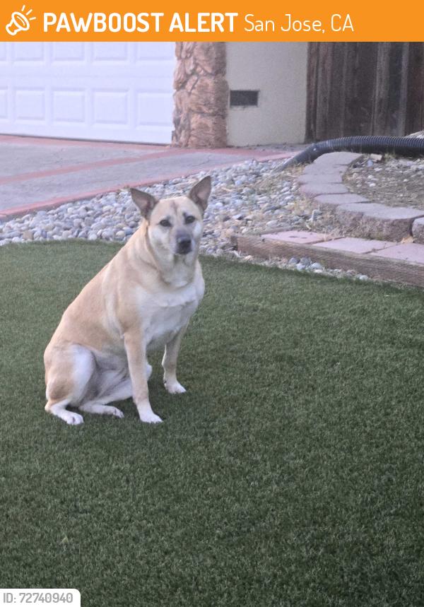 Found/Stray Female Dog last seen Terra Noble Way and Grossmont, San Jose, CA 95132