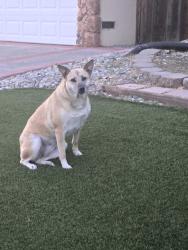 Found/Stray Female Dog last seen Terra Noble Way and Grossmont, San Jose, CA 95132