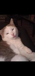 Lost Male Cat last seen Allstatter Ave, Imlay Ave, Tuley rd, Hamilton, OH 45011
