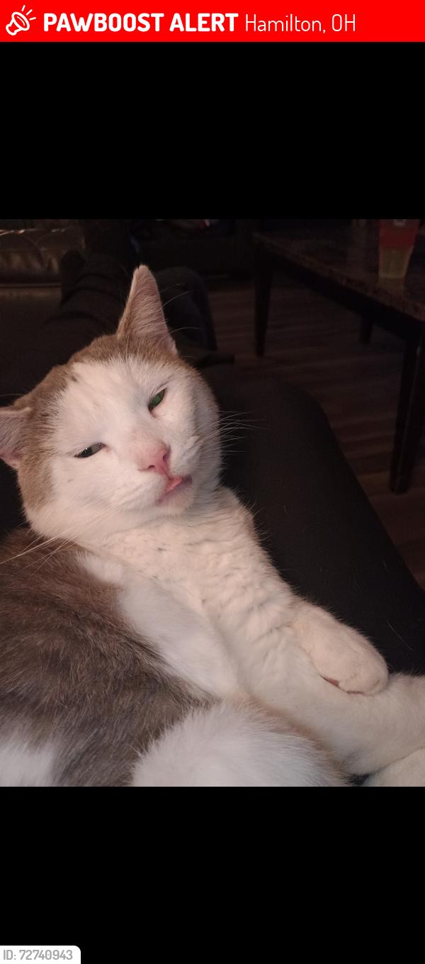 Lost Male Cat last seen Allstatter Ave, Imlay Ave, Tuley rd, Hamilton, OH 45011