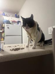 Lost Male Cat last seen Near Windsor Cir Apt 204, Jacksonville, NC 28546
