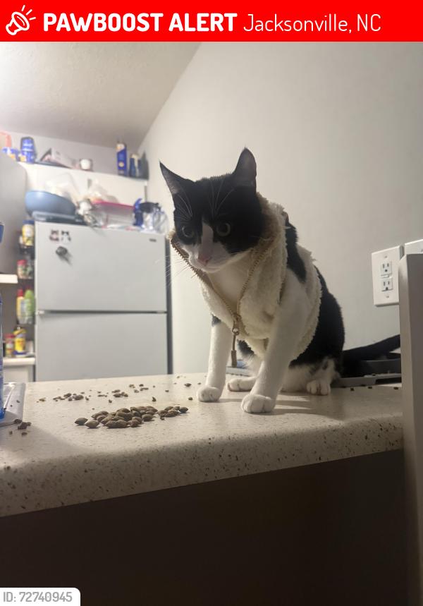 Lost Male Cat last seen Near Windsor Cir Apt 204, Jacksonville, NC 28546