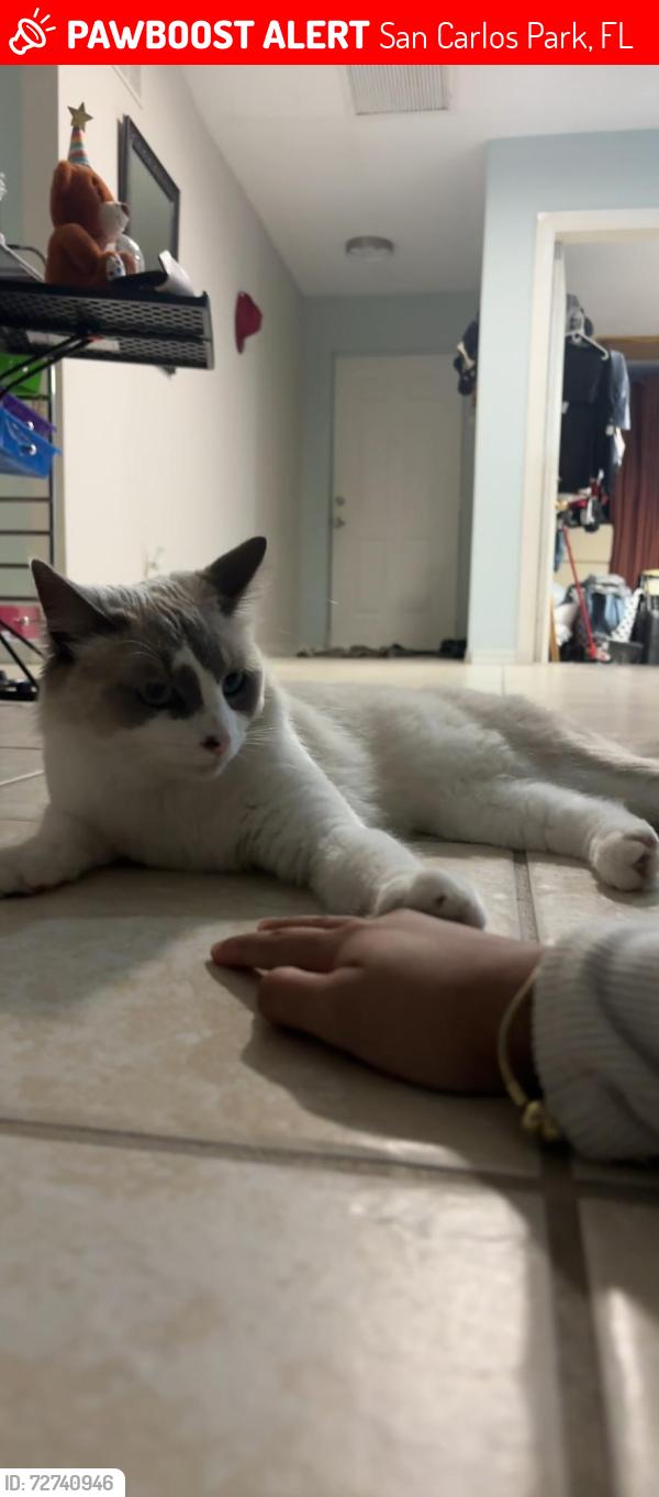 Lost Female Cat last seen Near 711 Gas station off of Three Oaks Pwky and Three Oaks Middle School, San Carlos Park, FL 33967