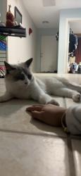 Lost Female Cat last seen Near 711 Gas station off of Three Oaks Pwky and Three Oaks Middle School, San Carlos Park, FL 33967