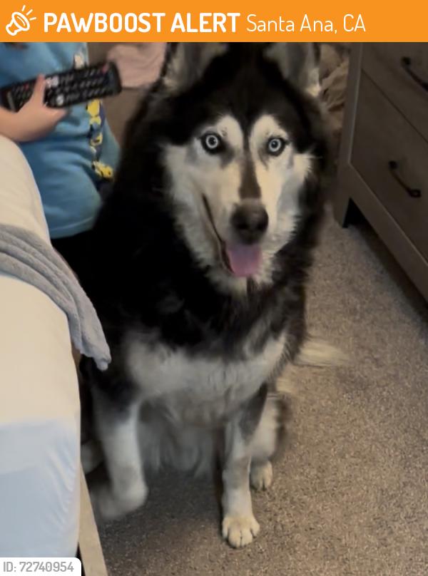 Found/Stray Unknown Dog last seen Harbor and hazard St , Santa Ana, CA 92703