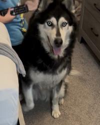 Found/Stray Unknown Dog last seen Harbor and hazard St , Santa Ana, CA 92703