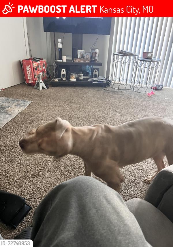 Lost Female Dog last seen Near spruce, Kansas City, MO 64130