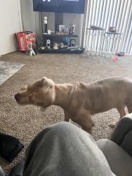 Lost Female Dog last seen Near spruce, Kansas City, MO 64130