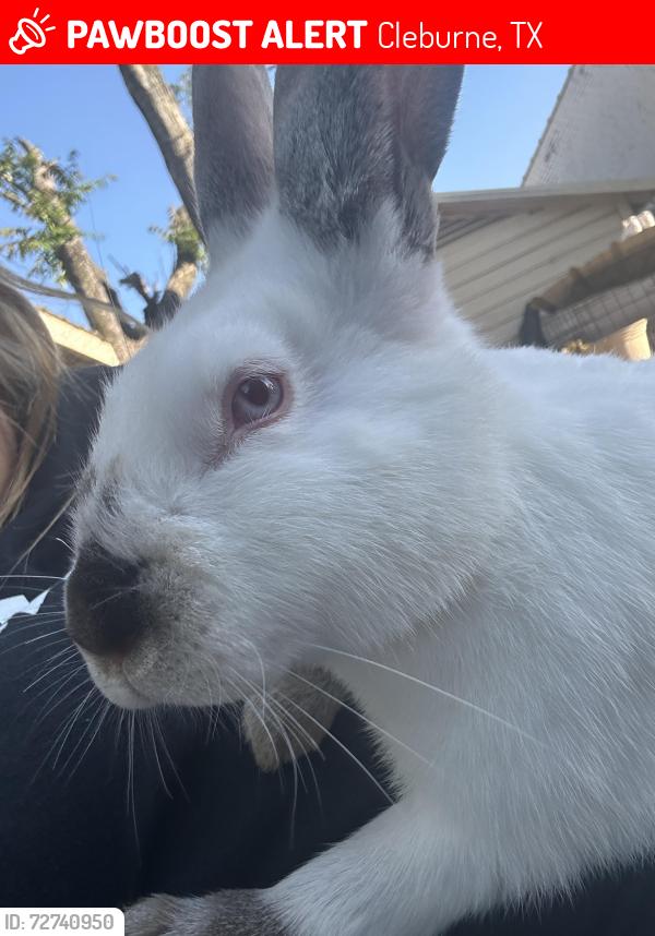 Lost Male Rabbit last seen Granbury and Heard, Cleburne, TX 76033