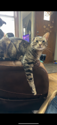 Lost Male Cat last seen 12th ave se, Rochester, MN 55904