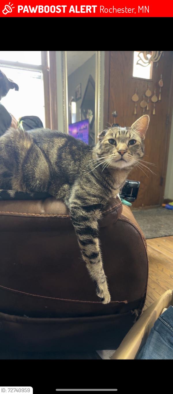 Lost Male Cat last seen 12th ave se, Rochester, MN 55904