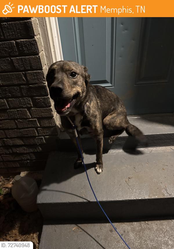 Found/Stray Male Dog last seen old Hickory Rd and Hermitage Dr , Memphis, TN 38116