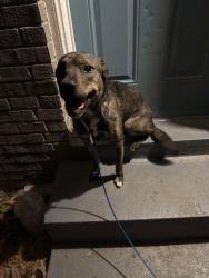Found/Stray Male Dog last seen old Hickory Rd and Hermitage Dr , Memphis, TN 38116