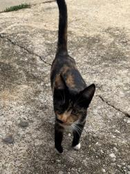 Found/Stray Female Cat last seen 21st Avenue South , Birmingham, AL 35205
