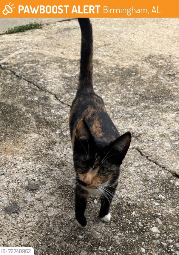 Found/Stray Female Cat last seen 21st Avenue South , Birmingham, AL 35205