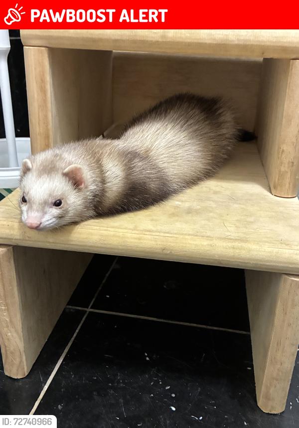 Lost Female Ferret last seen 16th street, Chesapeake Beach, MD 20714