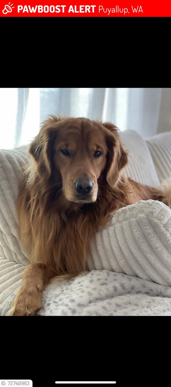 Lost Male Dog last seen uplands blvd, Puyallup, WA 98375