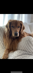 Lost Male Dog last seen uplands blvd, Puyallup, WA 98375