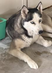 Found/Stray Female Dog last seen Plantation. , Pharr, TX 78577