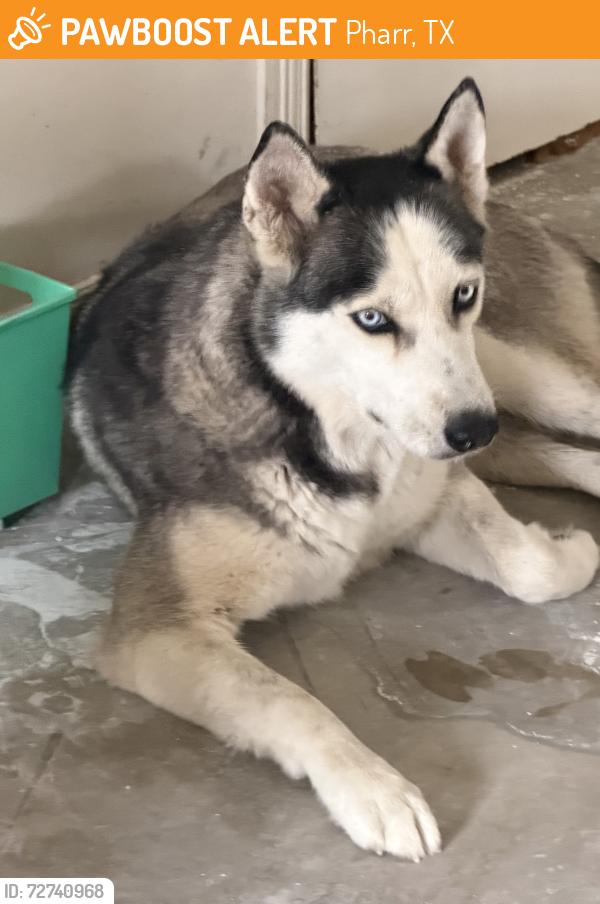 Found/Stray Female Dog last seen Plantation. , Pharr, TX 78577
