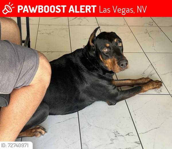 Lost Male Dog last seen Pecos y Washington , Las Vegas, NV 89110
