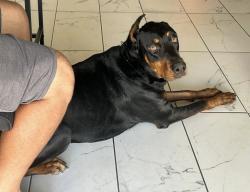 Lost Male Dog last seen Pecos y Washington , Las Vegas, NV 89110